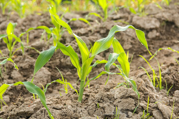 Sweet corn or Zea mays saccharata Sturt, young corn plants in the field, young corn that lives on the surface of fertile soil
