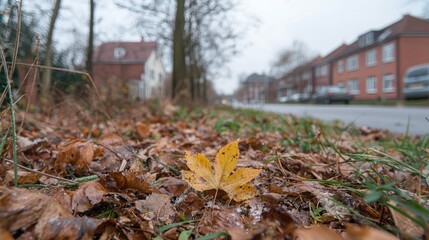 Obraz premium Autumn leaf on roadside, suburban street background, winter approach