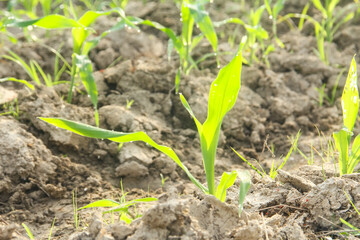 Sweet corn or Zea mays saccharata Sturt, young corn plants in the field, young corn that lives on the surface of fertile soil