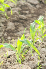 Sweet corn or Zea mays saccharata Sturt, young corn plants in the field, young corn that lives on the surface of fertile soil