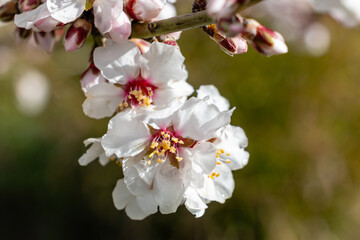 First almond blossoms of the year 2025 in Madrid in the month of February