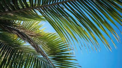 Obraz premium textures island palm tree