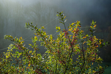Baies sauvages en automne