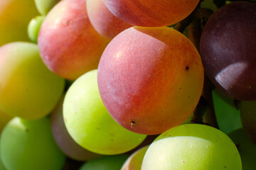 Bunches of ripening blue grapes close-up