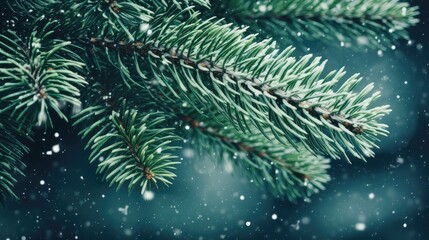 branch snowy pine tree