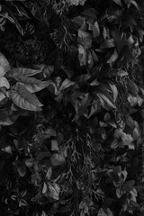 Textures of natural abstract black leaves for tropical leaf background, black and white images