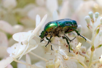 The golden bronzeworm beetle, Cetonia aurata, eats the white flowers of the plant