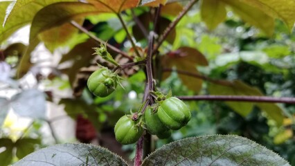 Red castor fruit is one of the ingredients for making castor oil which is widely used by women to maintain skin moisture, etc