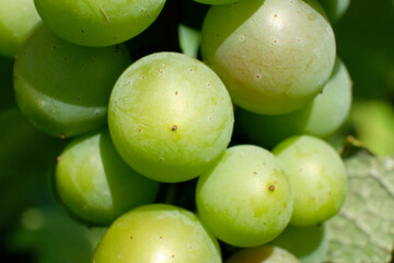 Bunch of green grapes close-up
