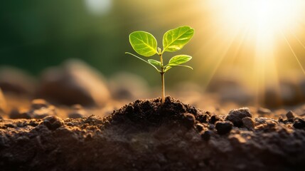 sprout tree growing stages