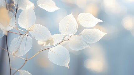 translucent white leaves