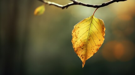 Obraz premium nature leaves fall