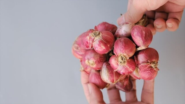 Hands holding a bundle of fresh red shallots tied with dried straw