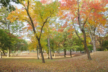 紅葉に包まれた公園の朝の風景
