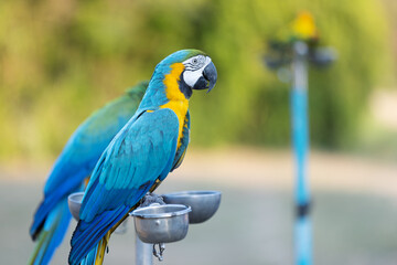 A group of blue-and-yellow macaws perched on metal stands, their vibrant feathers contrasting beautifully against the blurred green background. Their sharp beaks and expressive eyes capture attention.