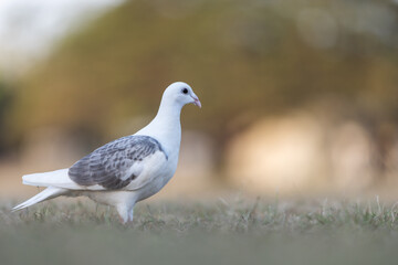 A graceful white and grey pigeon stands on a grassy field, gazing into the distance. Its soft feathers contrast with the blurred earthy background, creating a serene and peaceful nature scene.
