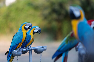 A group of blue-and-yellow macaws perched on metal stands, their vibrant feathers contrasting beautifully against the blurred green background. Their sharp beaks and expressive eyes capture attention
