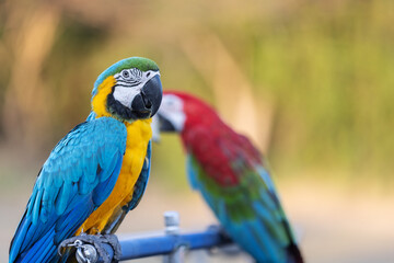 A vibrant blue-and-yellow macaw perches on a metal stand, showcasing its striking plumage.