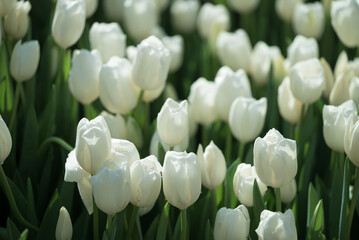 Obraz premium White tulips blooming at ornamental garden in spring time, Flower background