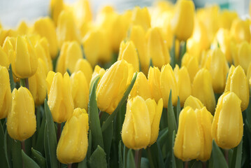 Obraz premium Yellow tulips blooming at ornamental garden in spring time, Flower background