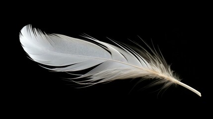 Obraz premium grace white feathers black background