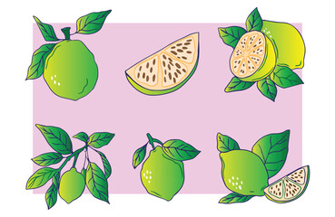 green lime yellow packaging design with lemon with half lime slice flowers templates style vector illustration set on light peach background