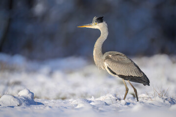 Gray heron bird ( Ardea cinerea )