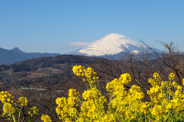 富士山と早咲菜の花