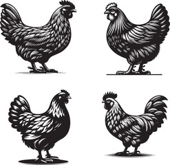 Silhouette of Coco Hen isolated on white background