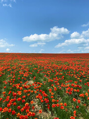 Field of red poppies under blue sky. Summer landscape. Leisure, travel, tourism.