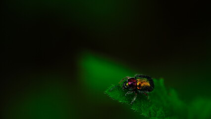 Close-up of a colorful beetle, Beautiful beetle walking on a leaf