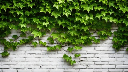 nature background white brick