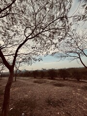 Tranquil Landscape with Trees and Cityscape in the Background