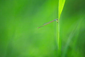 Needle dragonfly sitting on green leaf, Close up of dragonfly