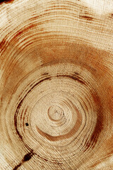 Naklejka premium Wooden annual rings texture natural vertical background, round shape of wood timber as nature pattern. Cross-section of juniper. Wooden aesthetic texture, environmental design, macro natural surface