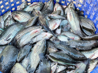 fresh Gourami fishes in the market