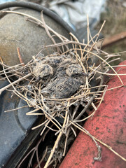 nest with a bird on the ground
