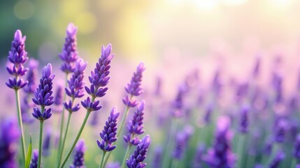 Obraz premium Serene Lavender Field at Sunrise A Breathtaking Display of Purple Blossoms Basking in Golden Light