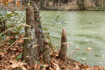 cypress tree knees by riverbank in winter