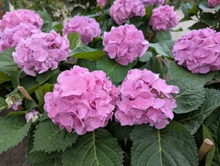 Close up of pink Hydrangea  (Hydrangea macrophylla) flowers