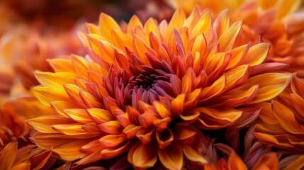 Vibrant floral bloom natural garden close-up photography energetic orange tones macro view nature's beauty