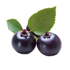 Sweet Purple Saskatoon Berry Isolated on White Background