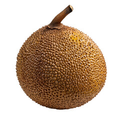 Ripe Brown Breadfruit Isolated on White Background for Food Photography