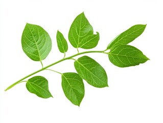 Obraz premium Fresh Green Leaves Branch Symbolizes Spring Growth and Renewal