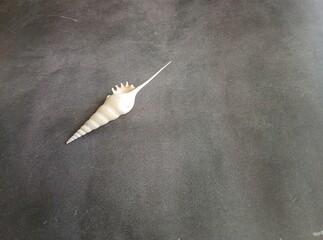 Single Seashell on Dark Background