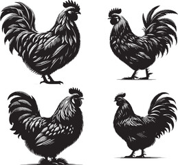 Silhouette of Featherina Hen isolated on white background
