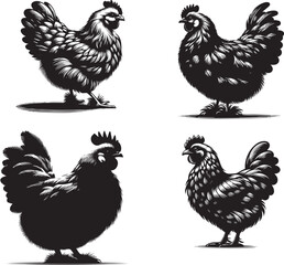 Silhouette of Fluffy Hen isolated on white background