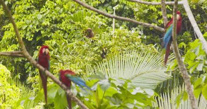 Dusky titi monkeys eating in the tree top as three Green winged macaws sit in foreground preening, Morning in Rainforest