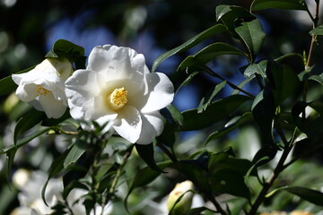 厳冬に凛と咲く