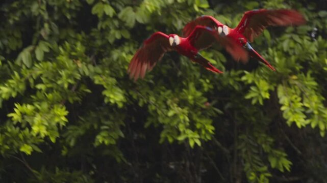 Flock of Scarlet Macaws in Perfect Flight together Over Exotic Jungle, Parrots Captured in Stunning Slow Motion